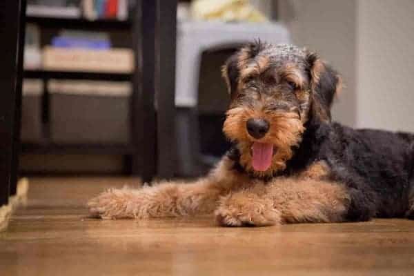 Airedale dog Terrier shedding