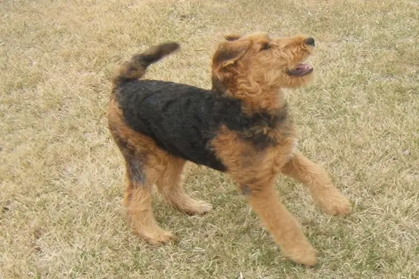 Airedale dog Terrier shedding