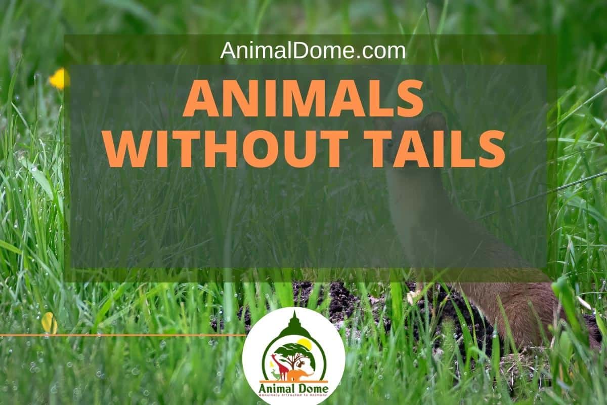 Complete List Of Animals Without Tails (Picture Gallery) - Animal Dome