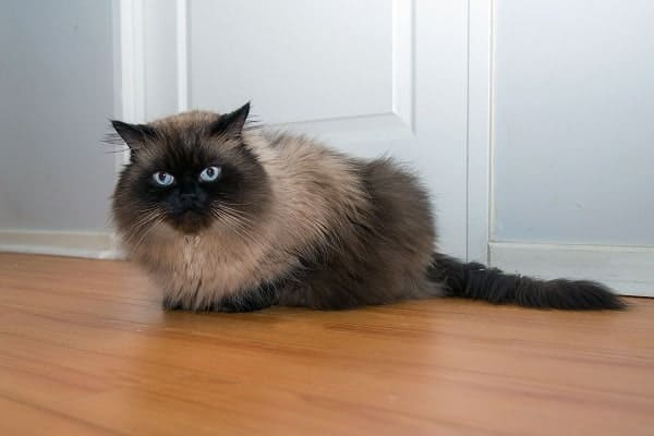 Himalayan Cats Shedding