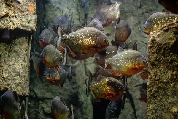 things to consider before buying pet piranhas