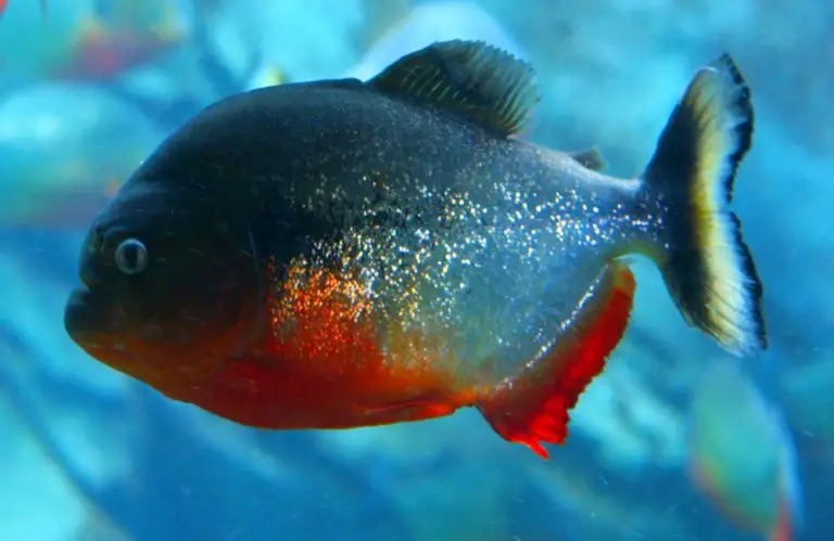 things to consider before buying pet piranhas