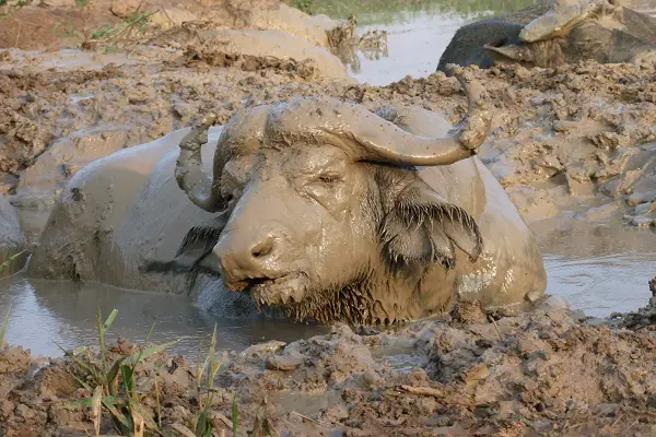 Animals That Wallow In Mud