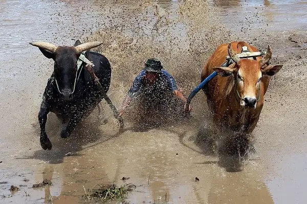 Animals That Wallow In Mud