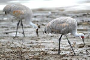 9 Animals That Wallow In Mud (With Pictures) - Animal Dome