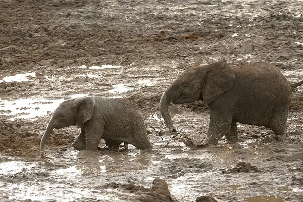 Animals That Wallow In Mud