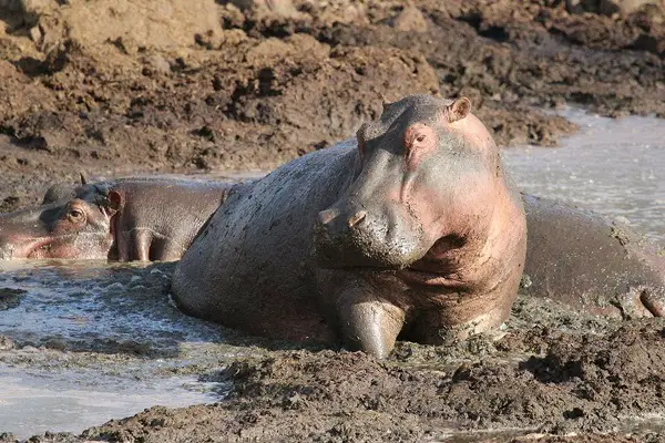 animals in mud hippos