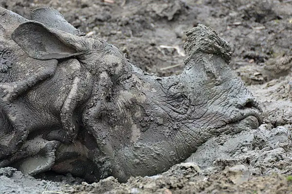 Animals That Wallow In Mud
