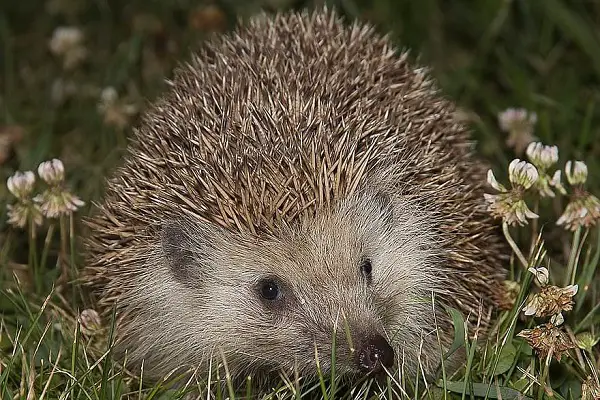 animals that has short lifespan hedgehogs