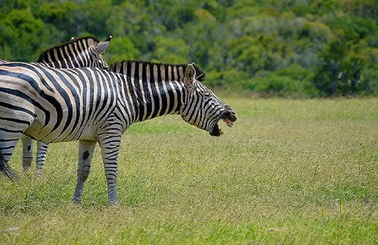 14 Animals That Actually Laugh A Lot (With Pictures) - Animal Dome