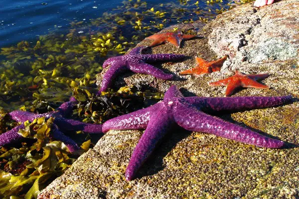 animals with no tongues sea star