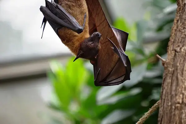 Why Bats Only Fly During Night