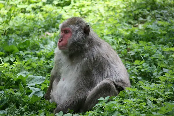 14 Animals That Laugh A Lot (With Pictures) - Animal Dome