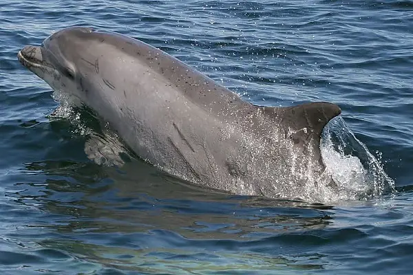 why dolphins are friendly to humans