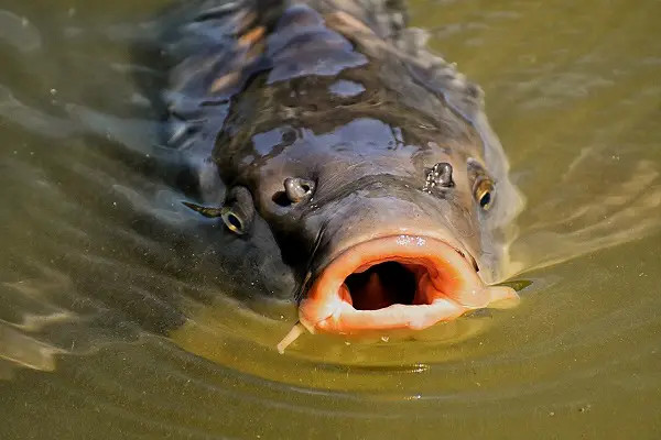 what types of fishes can be found in a river