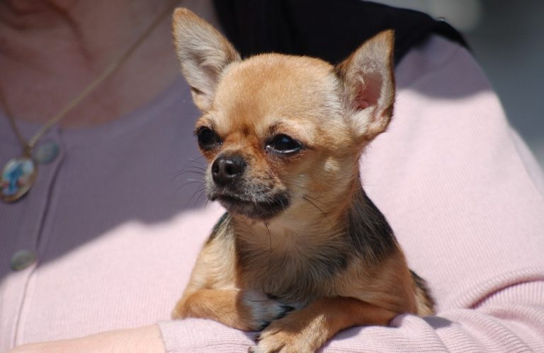 6Why Chihuahuas Are Always Angry