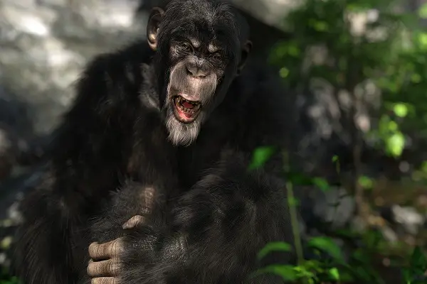 chimpanzee laughing