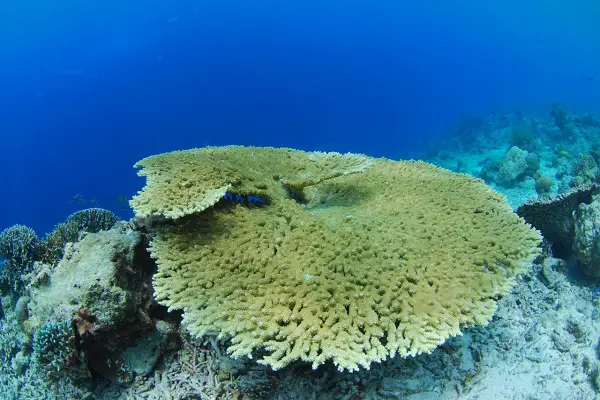 corals