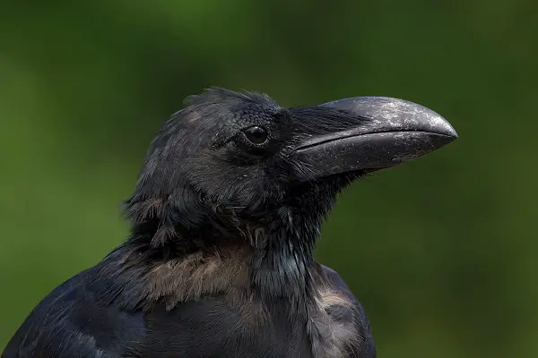 crows laughing