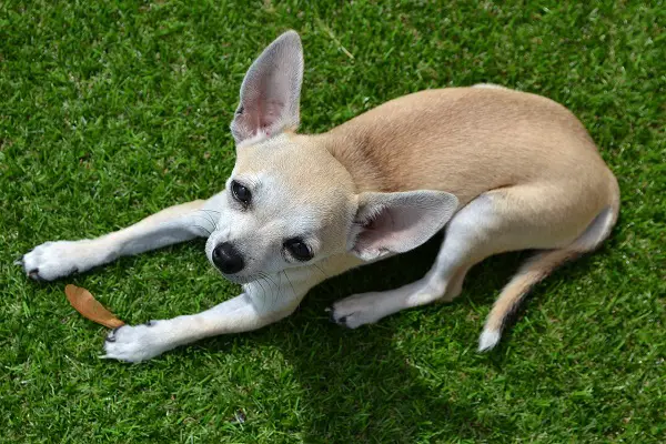 6 Different Reasons Why Your Chihuahuas Are Always Angry And Aggressive With Tips To Stop It Animal Dome