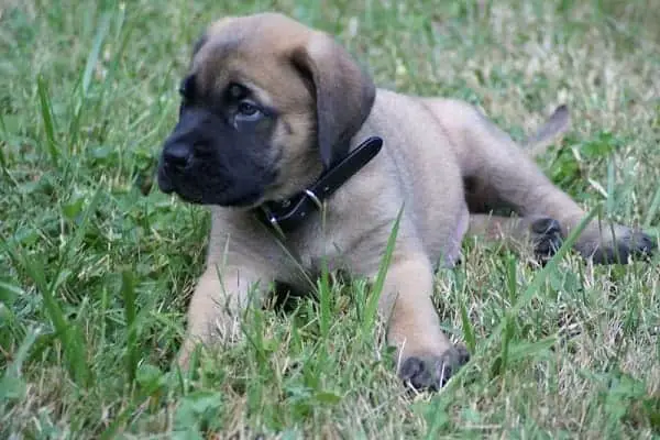 How Strong Is An English Mastiff
