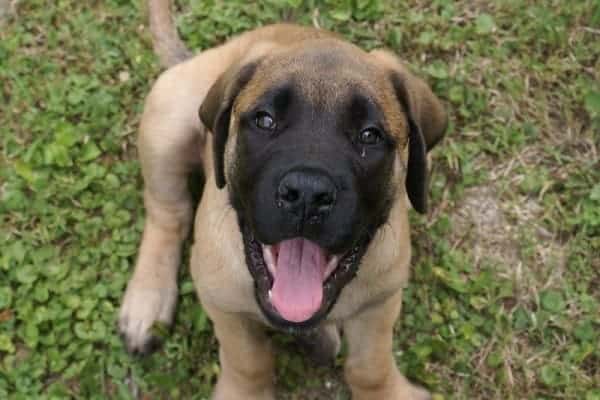 How Strong Is An English Mastiff