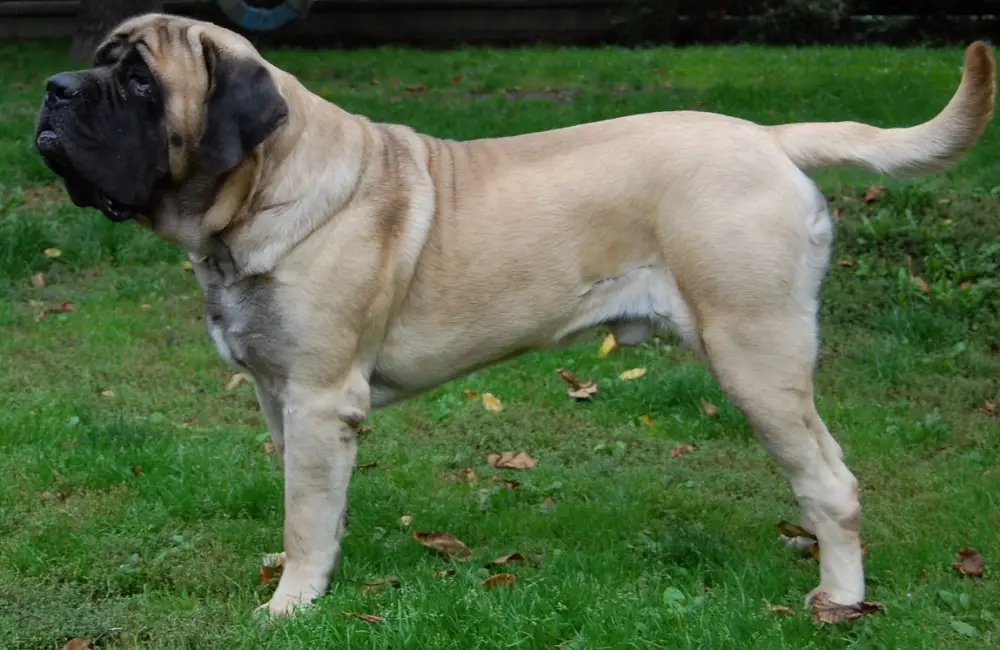 How Strong Is An English Mastiff?