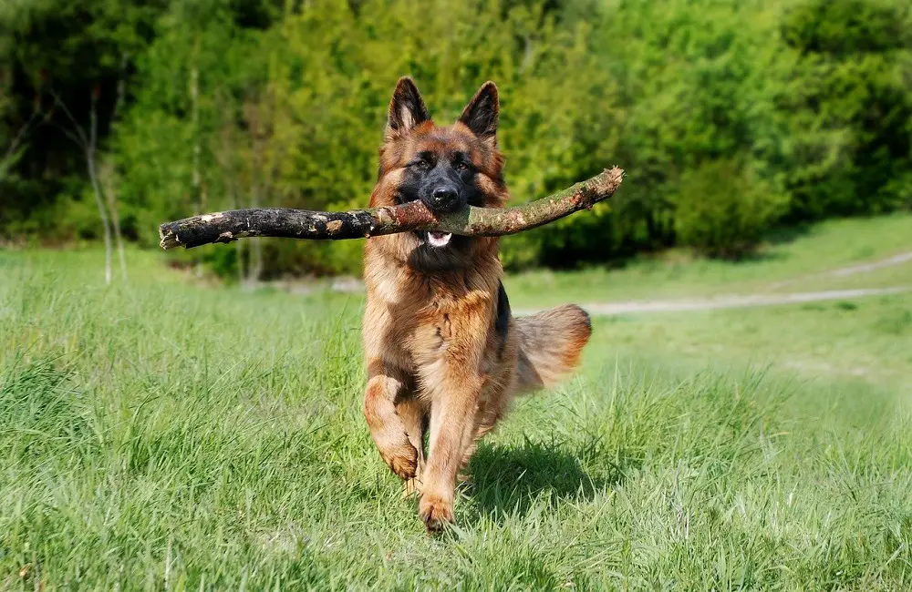 how much can german shepherds pull