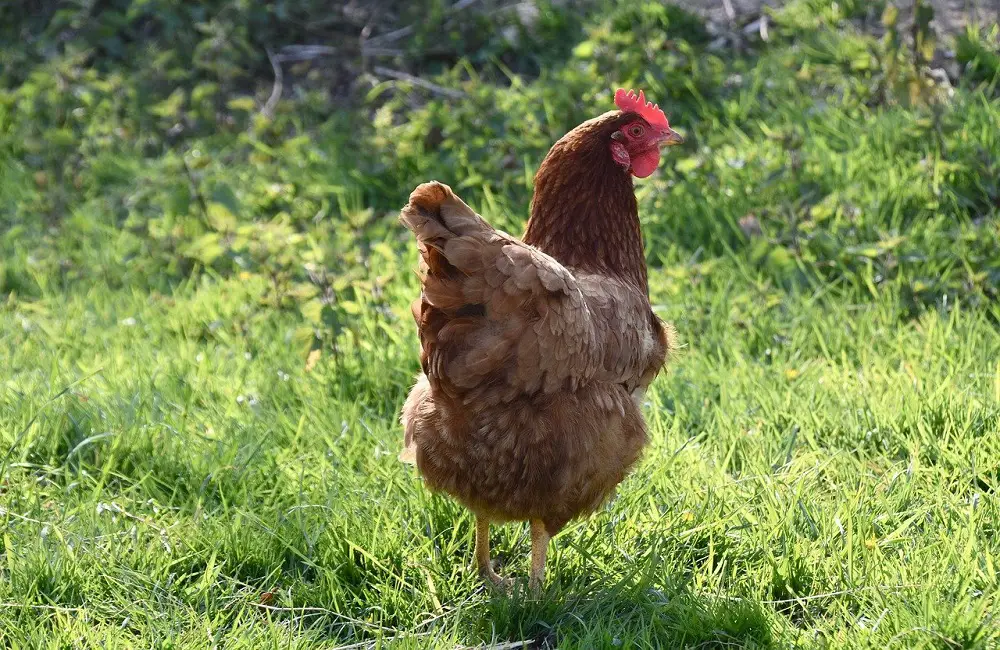 Why Do Hens Run Before Mating
