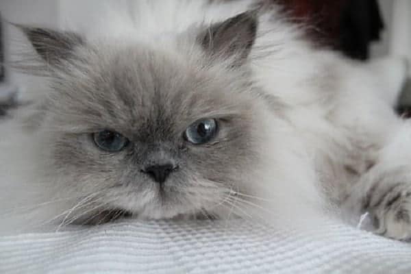 Himalayan Cats Shedding