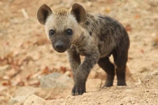 Can Hyenas Be Pets?