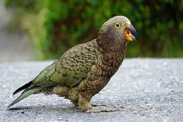 kea birds 1