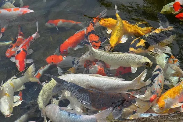 what types of fishes can be found in a river