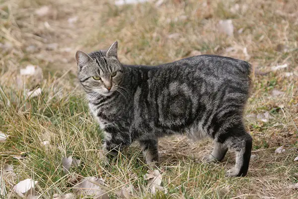 why do cats always look angry