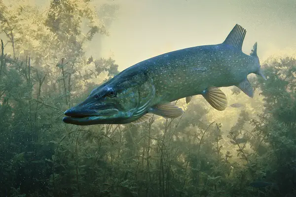 fish in river