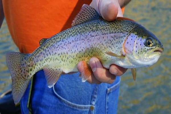 rainbow trout river