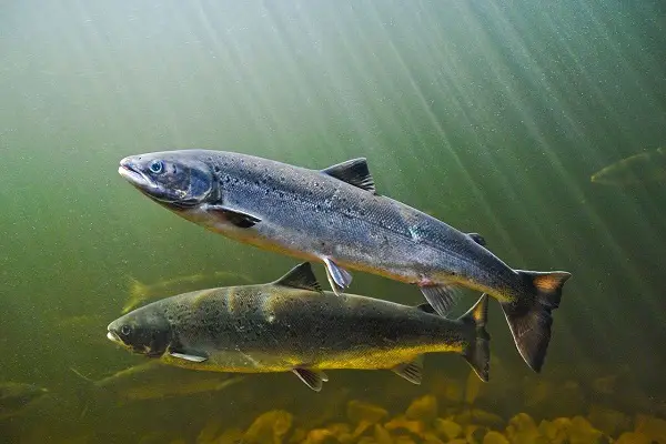 fish in river