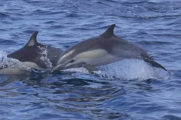 short beaked common dolphin friendly to humans