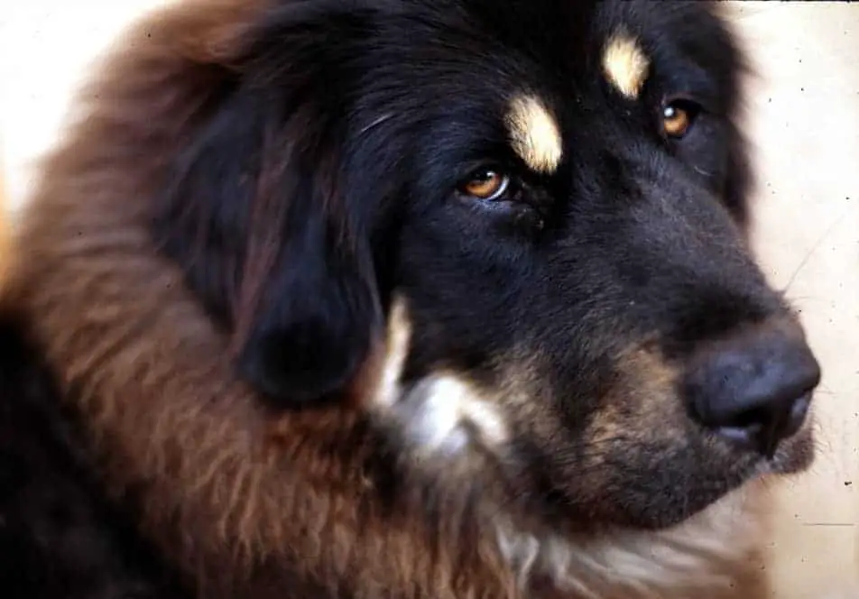 How Strong Is A Tibetan Mastiff?