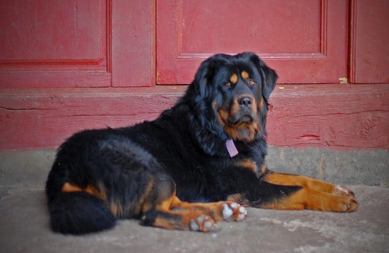 How Strong Is A Tibetan Mastiff? ( Bite And Pull Strength + Other Facts ...