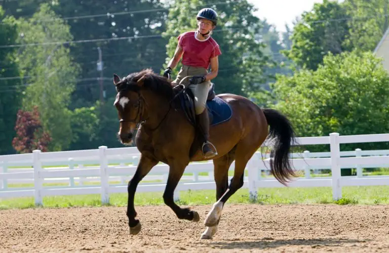 This Animal Can Run Faster Than a Car Conclusion