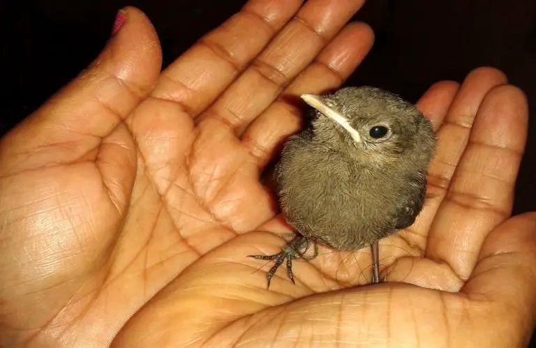 Are Birds Loyal To Their Owners