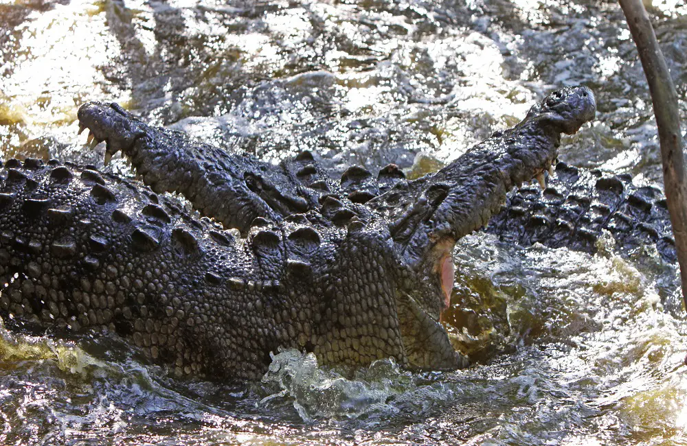 Why Do Crocodiles Not Eat Other Crocodiles?