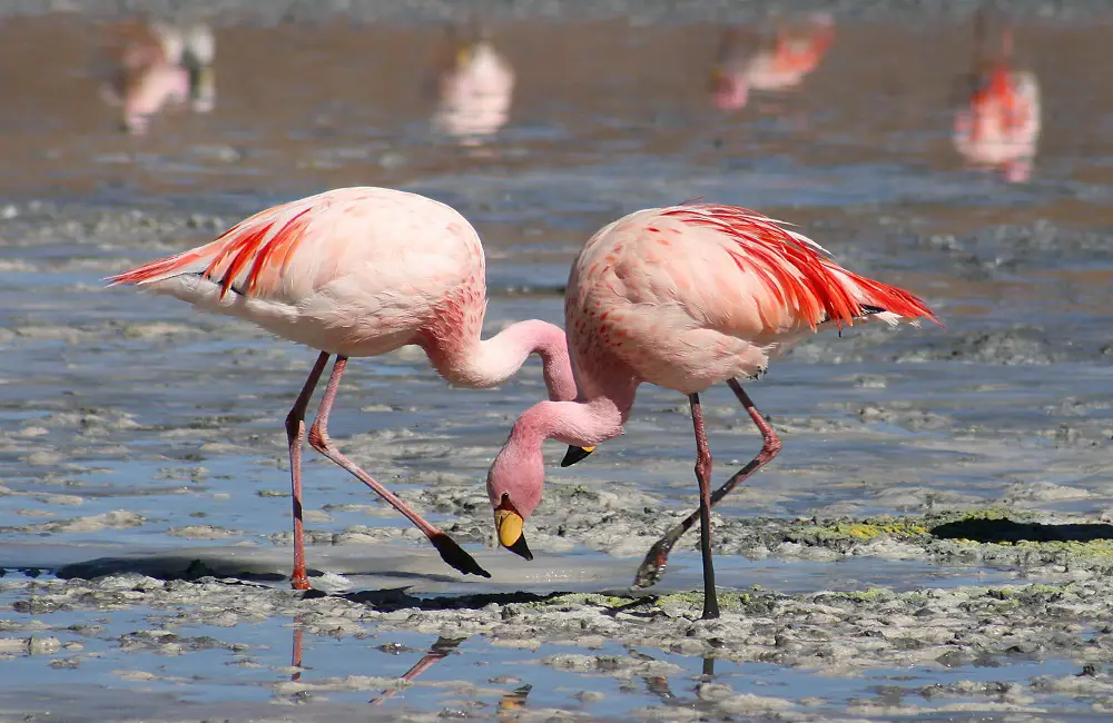 Can Flamingos Be Pets