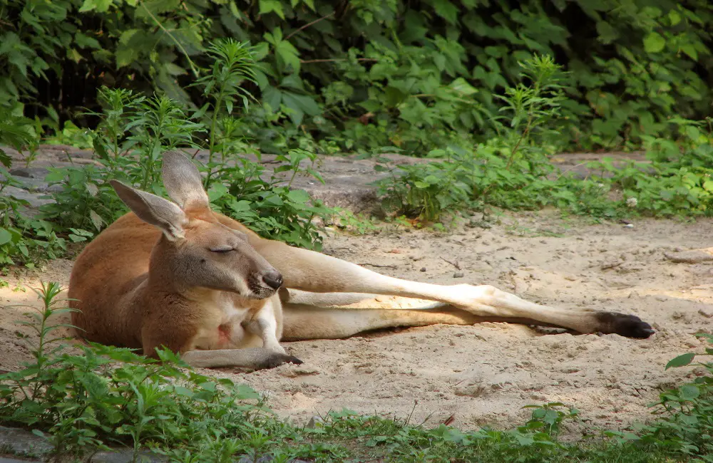 How Do Kangaroos Sleep
