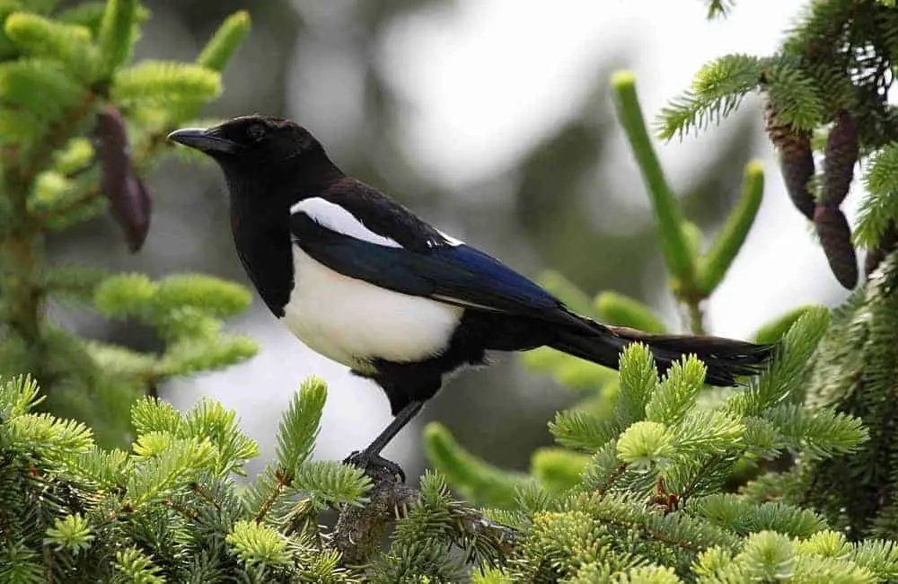 Can Magpies Be Pets