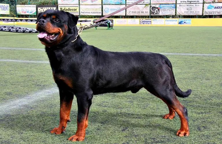 How Strong Is A Rottweiler