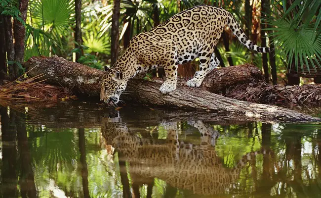 Why Do Jaguars Attack Crocodiles