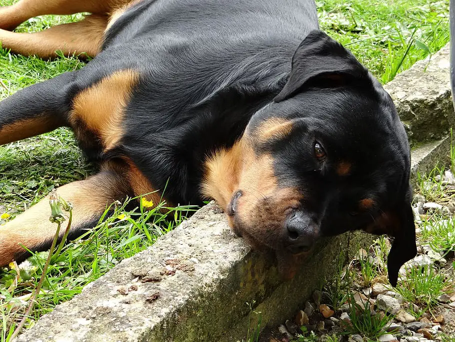 How Strong Is A Rottweiler