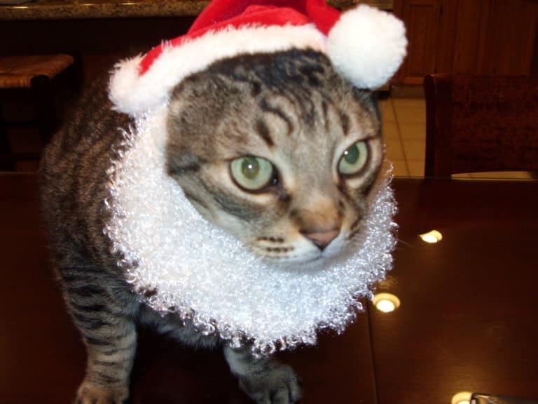 Why Don't Animals Wear Clothes? (Kinda Obvious) Animal Dome